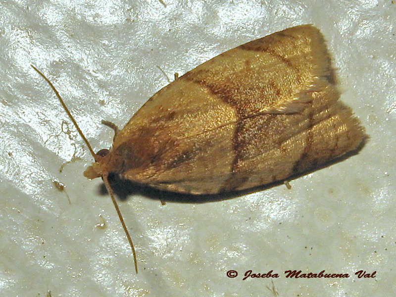 Clepsis rurinana - Tortricidae ? S